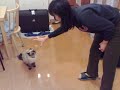 Fugu's new trick - Jump-Catch-Spanked