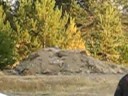 COPS AND TANNERITE 2