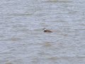 femaile black scoter-Lake Overholser-OKC-12-19-09.wmv