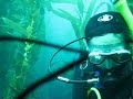 SCUBA Diving at Catalina, entering a kelp forrest SCUBA Diving at Catalina, entering a kelp forrest
