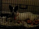 Dog Sitting-This is the final episode Dog Sitting-This is the final episode