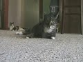 kitties