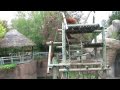 Fort Worth Zoo - Orangatang
