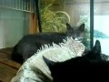 monte, sobe, and cooper.MOV
