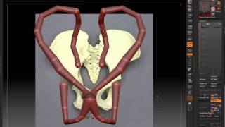 Zbrush 4 Gorilla Anatomy Study WIP Part 5 PIVAS