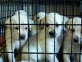 videos de Labrador Puppies For Sale AKC/OFA/OFEL/CERF