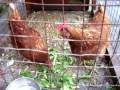 Chickens!
