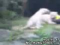 Tigers Maul Man to Death at Singapore Zoo.mp4