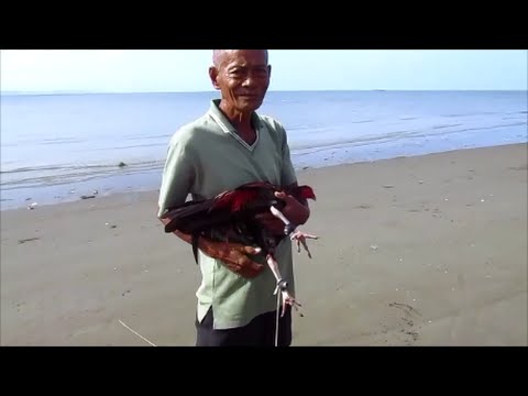 how to train fighting roosters