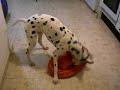 xoclo jugando