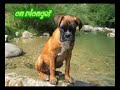 Brasko EL BOXER