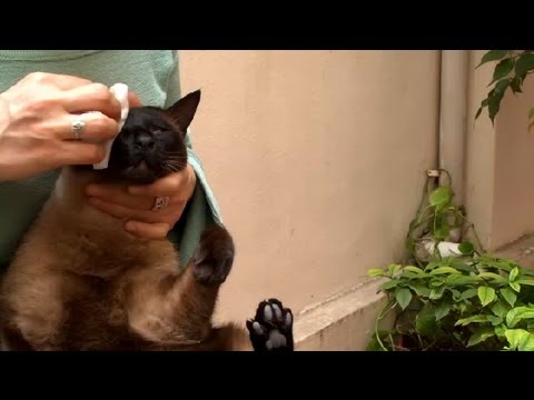 how to take care of a cat ehow