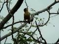 Brahminy Myna (Brahminy Starling) on a drumstick tree - I