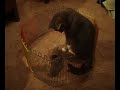 Rigby and Gus