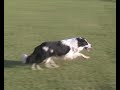 Jed border collie Jed border collie