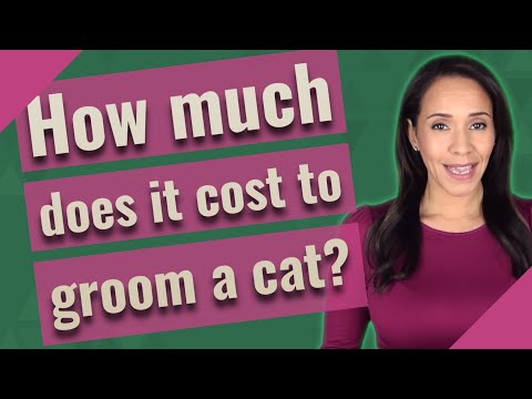 How much does it cost to groom a cat?