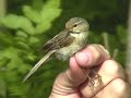 Iberian Chiffchaff, 8 June 2002, Marma skjutfält, Sweden Iberian Chiffchaff, 8 June 2002, Marma skjutfält, Sweden