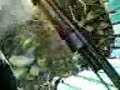 fucile fumante