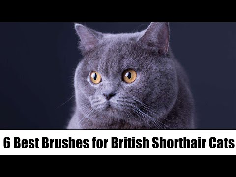 6 Best Brushes for British Shorthair Cats – Reviews & Top Picks