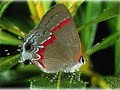 butterflies