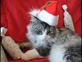 Cranky Christmas Cat Cranky Christmas Cat
