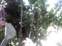 The tarsier eating