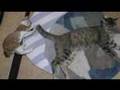 シッポが好きなの(仔猫 chaton kitten)