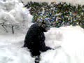 tuffo nella neve 3