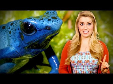 killer - SOURCEFED SHIRTS!!! http://dft.ba/-4EpA Scientists breed rare blue poison dart frog with venom that can kill 10 men!! Our Sources: http://bit.ly/11JRjHu More...