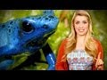 Scientists Breed Killer Frogs!