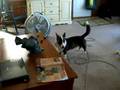 Same Vacuum cleaner response!