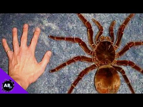 YouTube reptile video