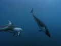Dolphins Dolphins