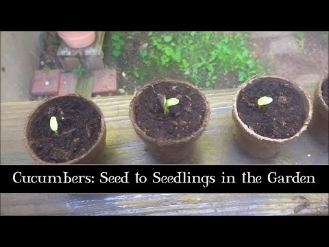 how to transplant squash plants
