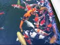 My koi fish hobby My koi fish hobby
