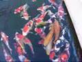 My koi fish hobby