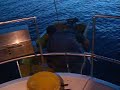 Bait Fish