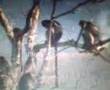desi monkey