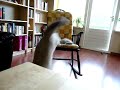 Oscar en tom�s knokken