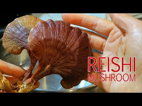 how to grow reishi mushrooms