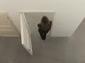 Doors, Judith Hopf and Henrik Olesen