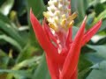 FLOWERS OF HAWAII - Oahu, Hawaii