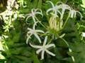 FLOWERS OF HAWAII - Oahu, Hawaii