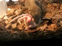 Young Savanna Monitor Eats Mouse