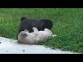 Pug Puppy Wrestling