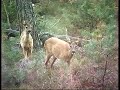 Veluwe