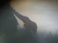 videos de KEN_Giraffe_NairoNatlPark4.AVI