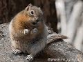 Kazzer-Pedal To the Medal-Chipmunk Style!