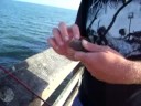 Robert Catches A Baby Shark Off Ventura Pier