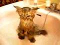 言葉に出来ない 盗作するずぶ濡れネコちゃん cats モンド・グロッソ大沢伸一 ファンタスティック・プラスティック・マシーン田中知之